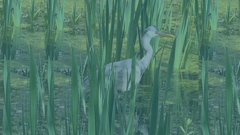 Website featured image Noticing Heron